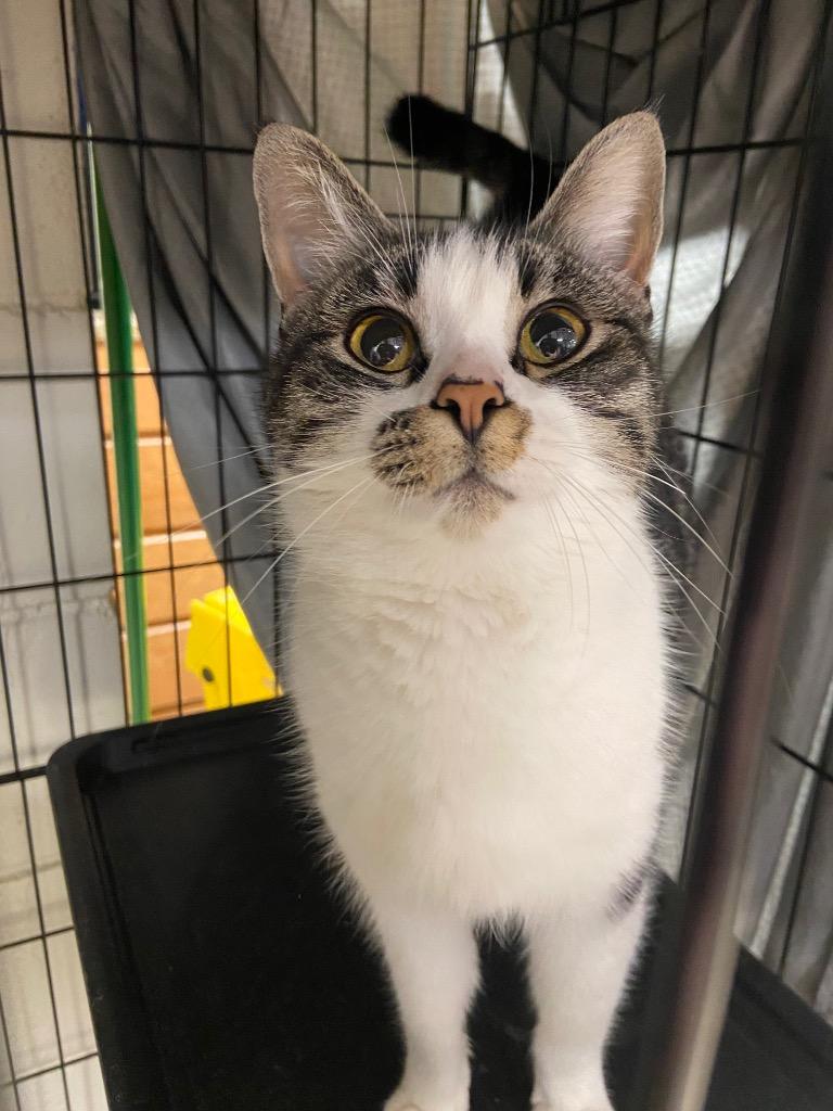 Panera, Adopted, Adult Female Domestic Short Hair.