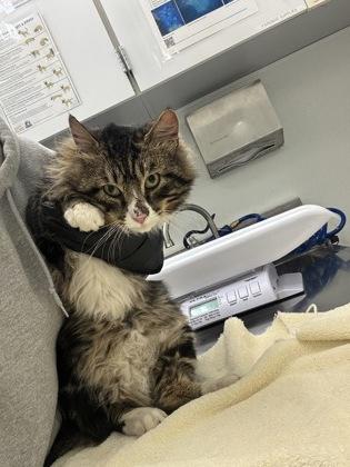 Tucker, Adoptable, Adult Male Domestic Medium Hair & Domestic Short Hair.