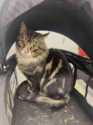 Enlarge Tucker, a Adoptable mixed breed in Seattle, WA image 2/2