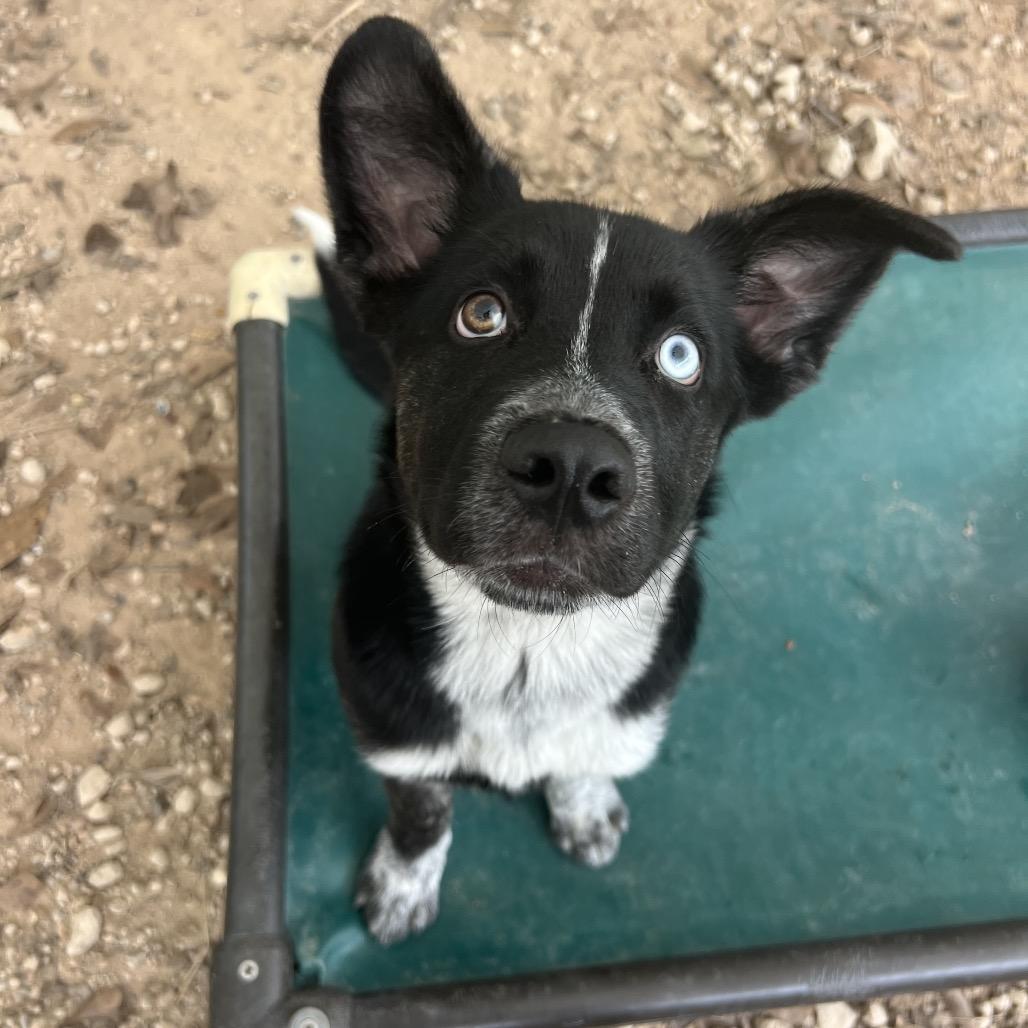 Baxter, adopted, Young Male Catahoula Leopard Dog.