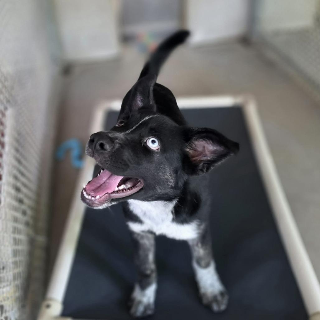 Baxter, an adopted mixed breed in Richmond, VA image 2/3