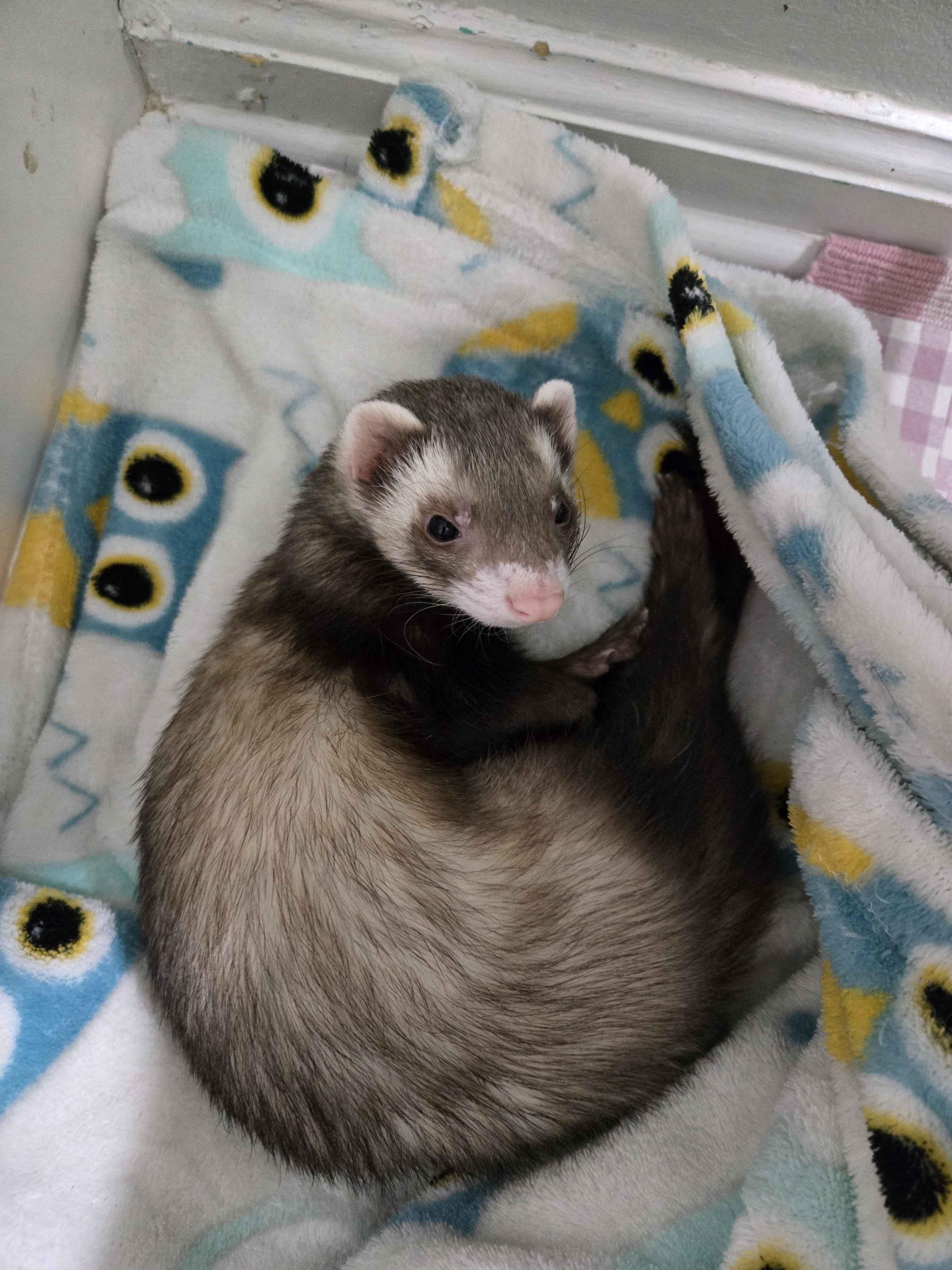 Enlarge Everest, a ADOPTABLE Ferret in Acworth, GA image 2/3