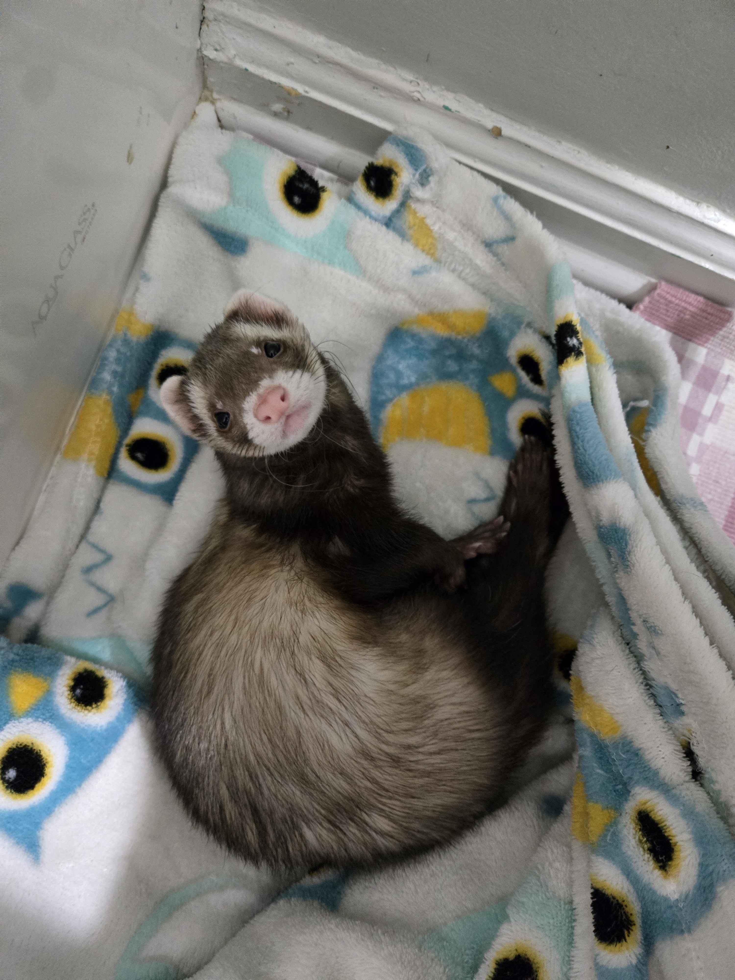 Everest, ADOPTABLE, Adult Male Ferret.
