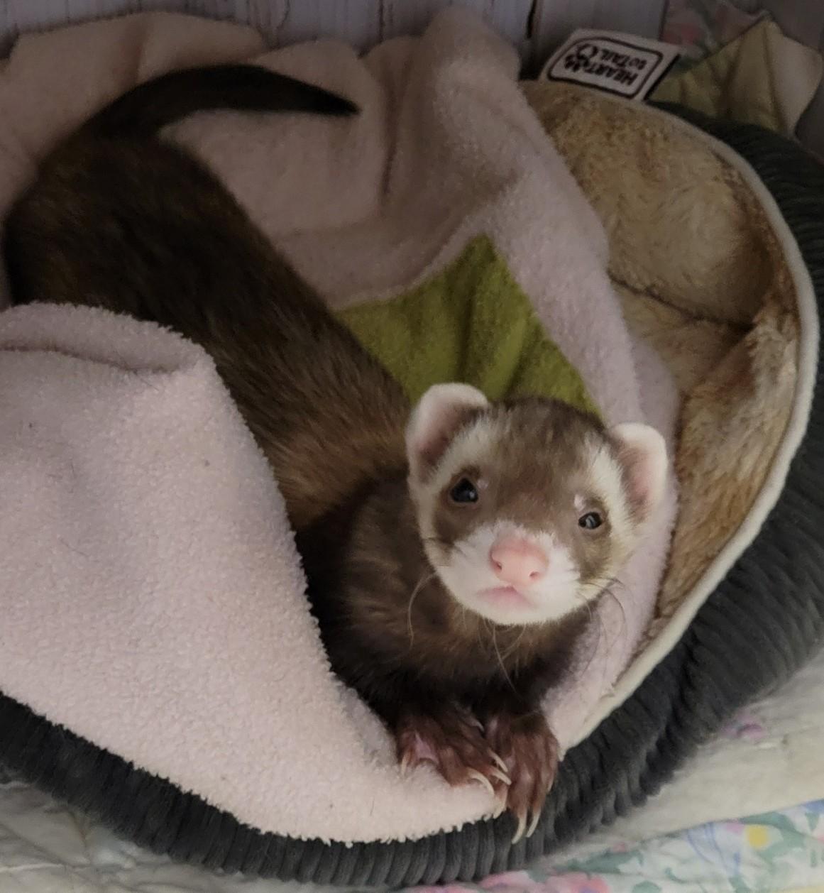 Enlarge Everest, a ADOPTABLE Ferret in Acworth, GA image 3/3