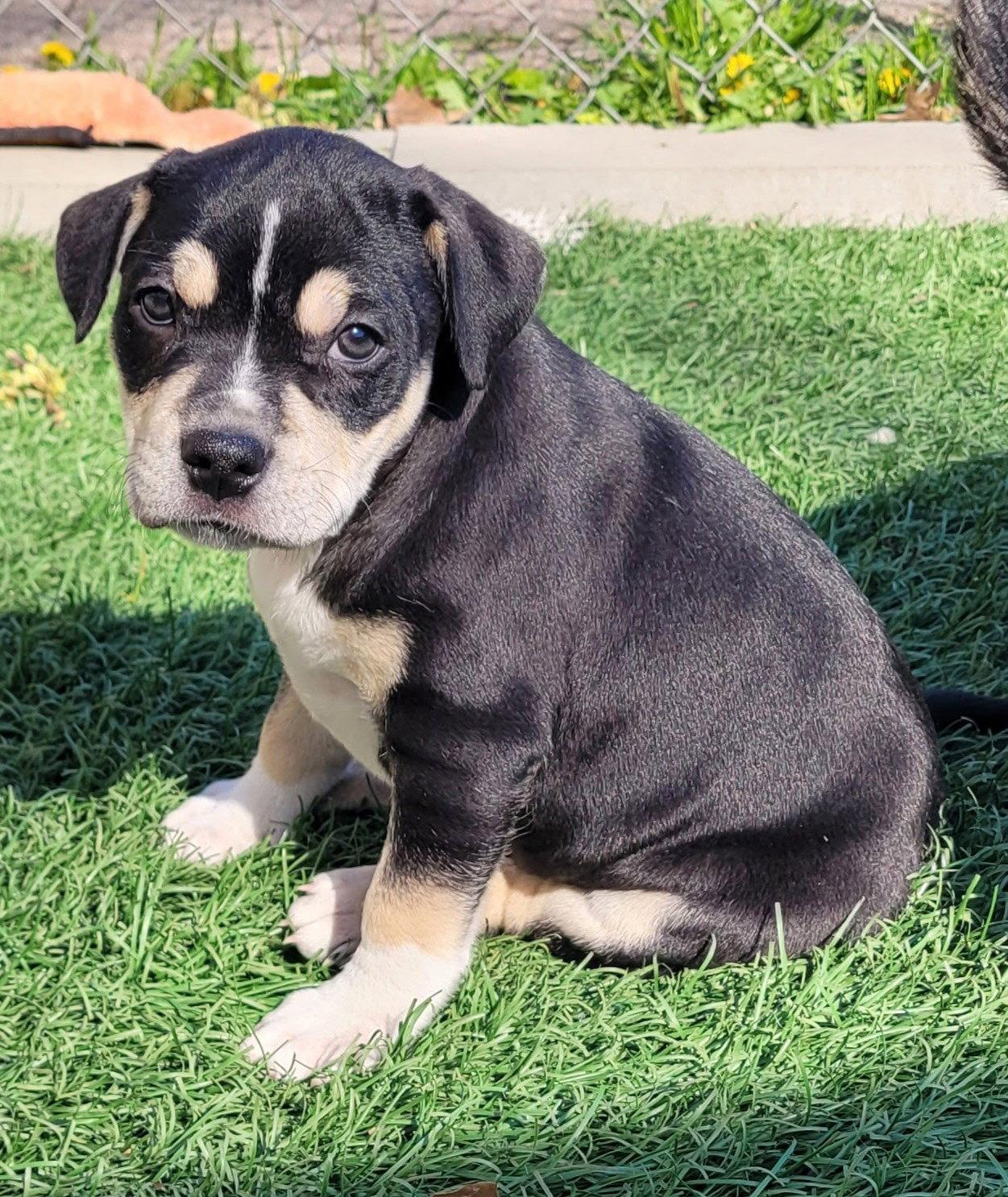 Rosemary, Adoptable, Puppy Female Terrier.