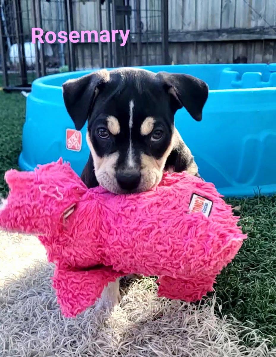 Enlarge Rosemary, a Adoptable Terrier in West Des Moines, IA image 3/3