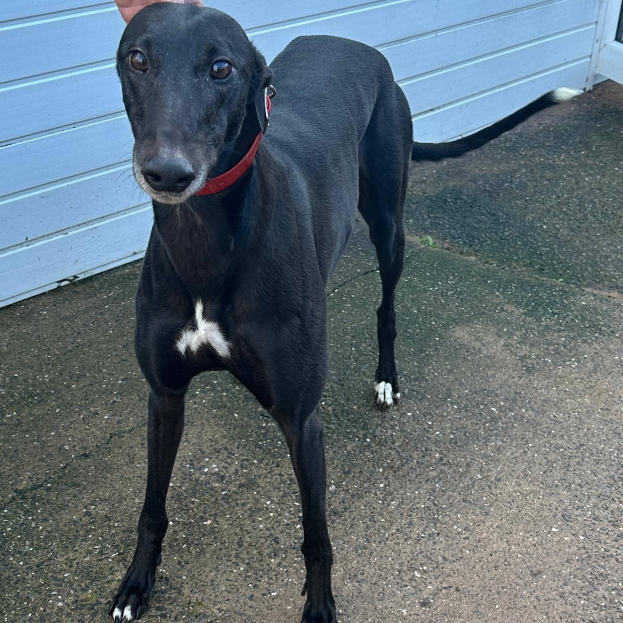 Enlarge Archtubbjimwoodz (Lassie), a ADOPTABLE Greyhound in North Port, FL image 1/1