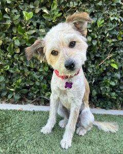 Sienna, Adopted, Adult Female Terrier.