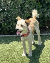 Sienna, a Adopted Terrier in Corona, CA image 2/3