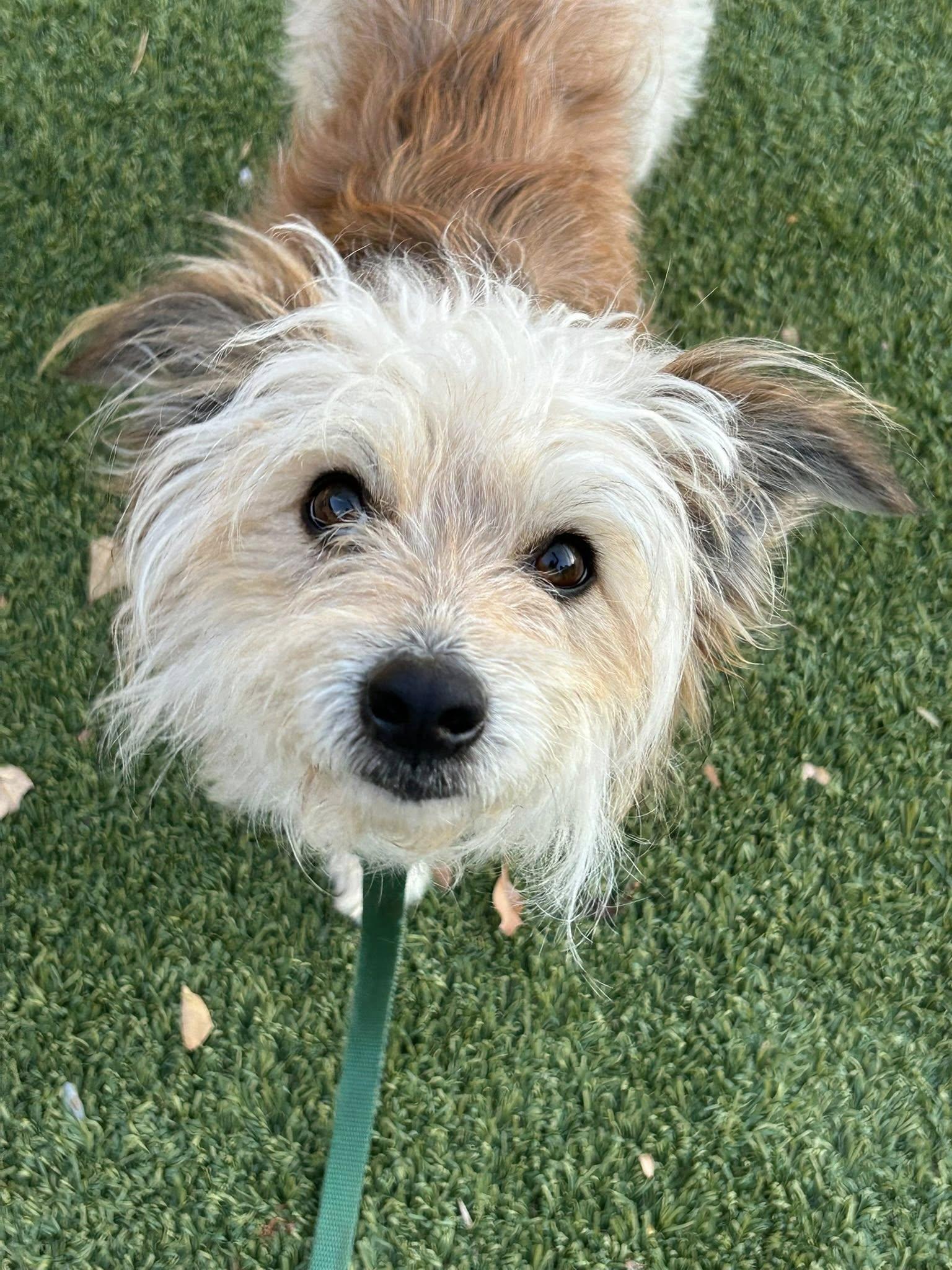 Sienna, a Adopted Terrier in Corona, CA image 3/3