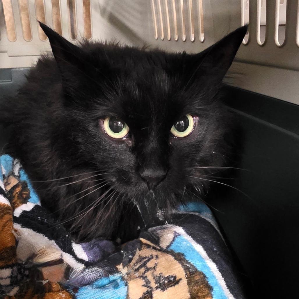 Tuna, Adoptable, Adult Female Domestic Long Hair.