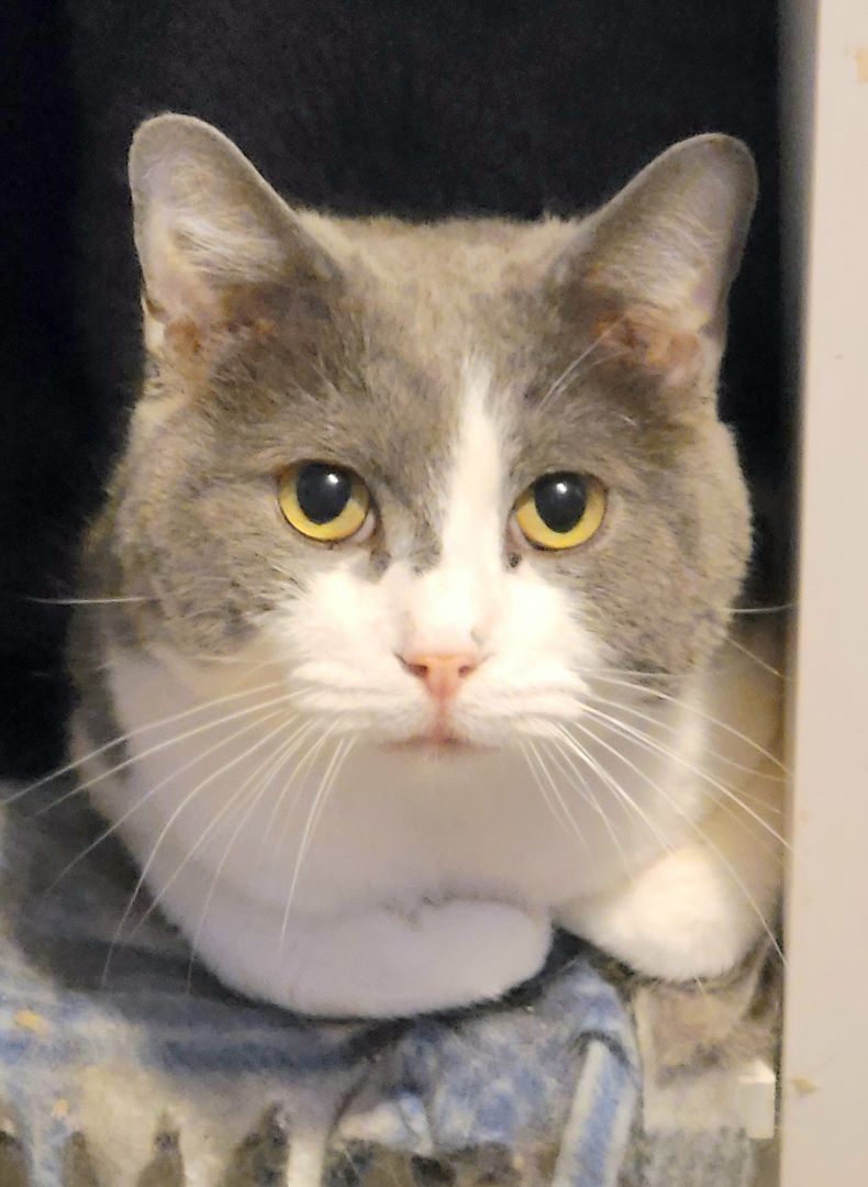 Ethan, a Adoptable mixed breed image 2/6