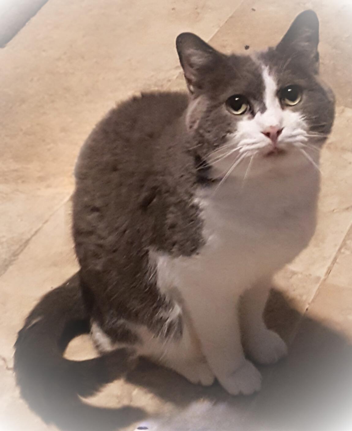 Ethan, a Adoptable mixed breed image 1/6