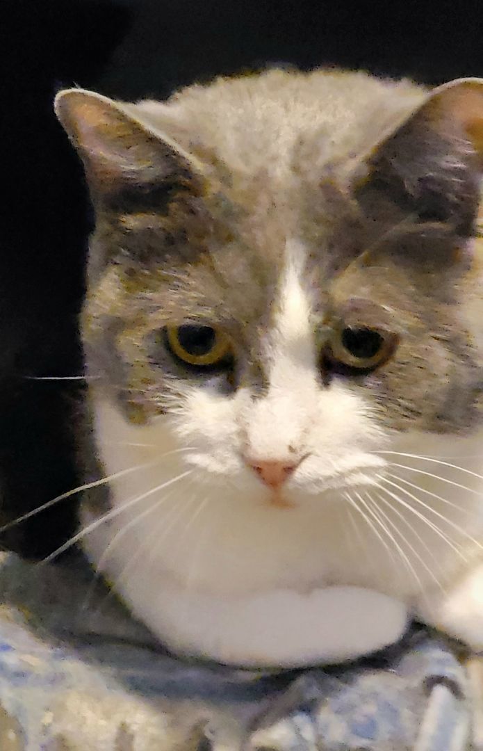 Ethan, a Adoptable mixed breed image 3/6