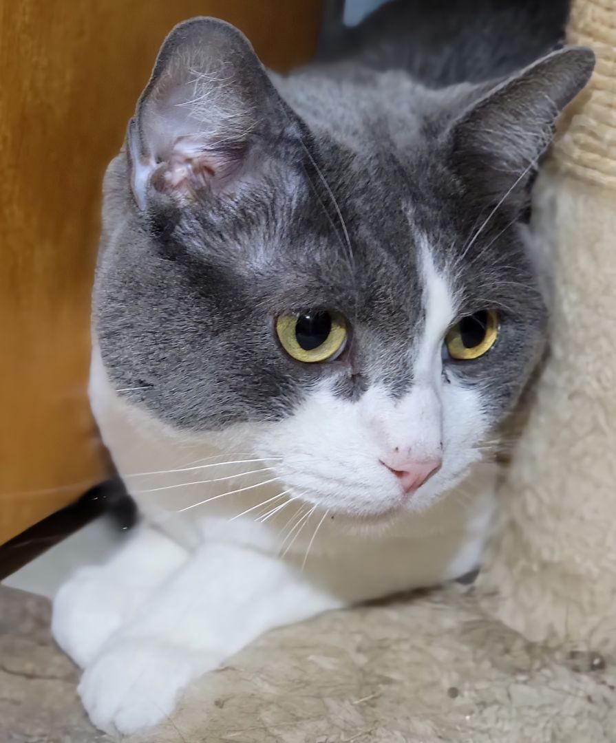 Ethan, a Adoptable mixed breed image 4/6