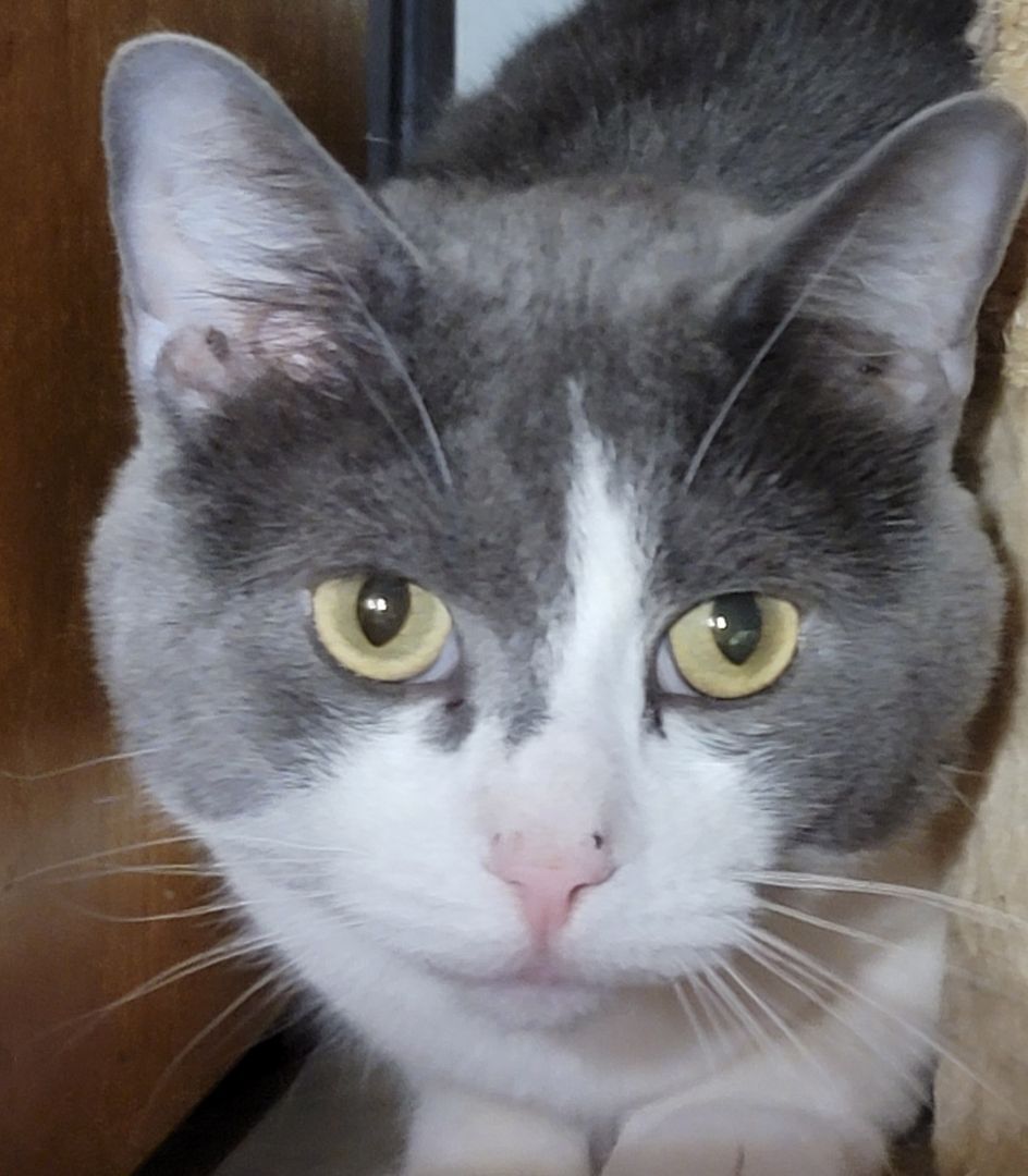 Ethan, a Adoptable mixed breed image 5/6