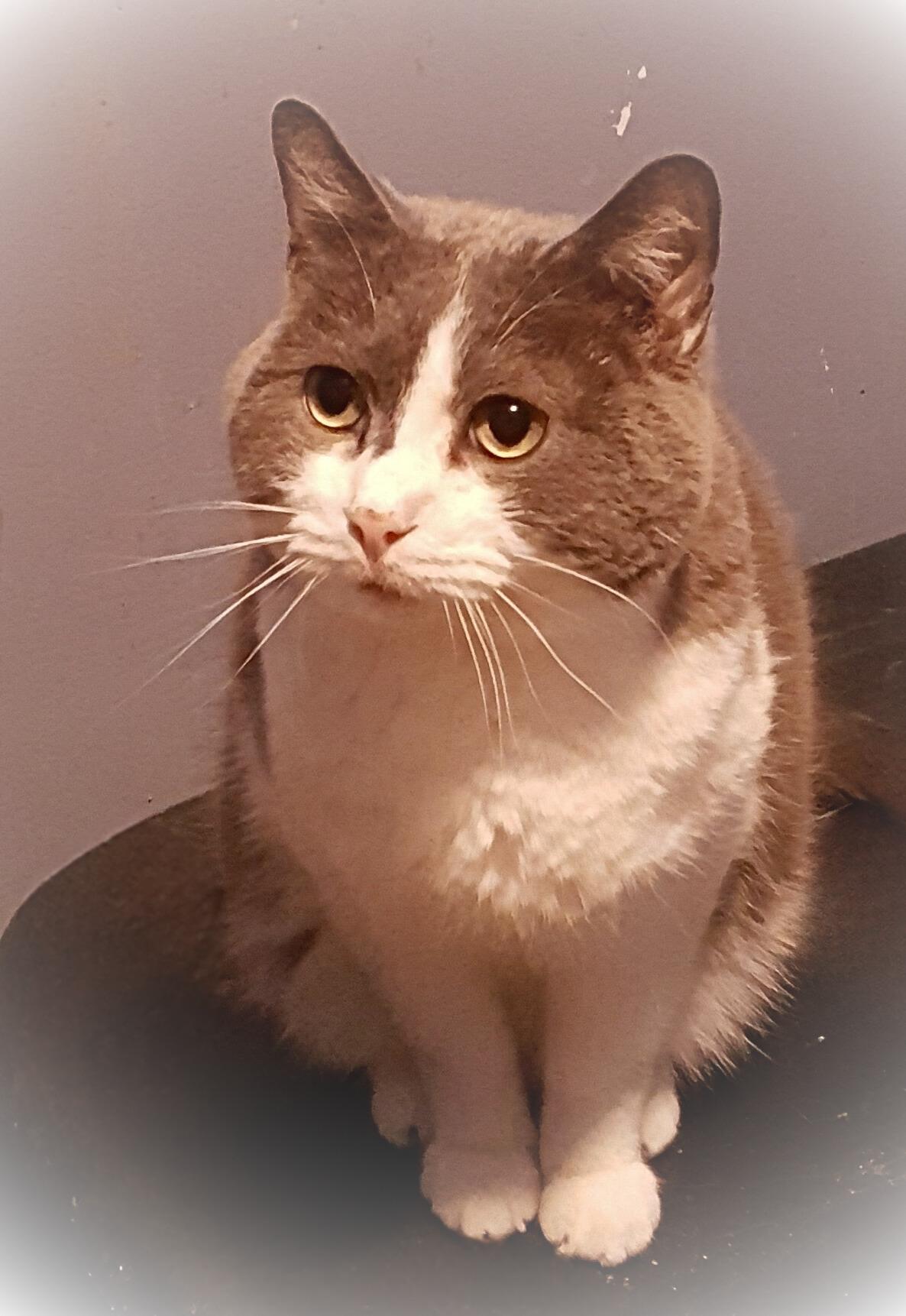 Ethan, a Adoptable mixed breed image 6/6