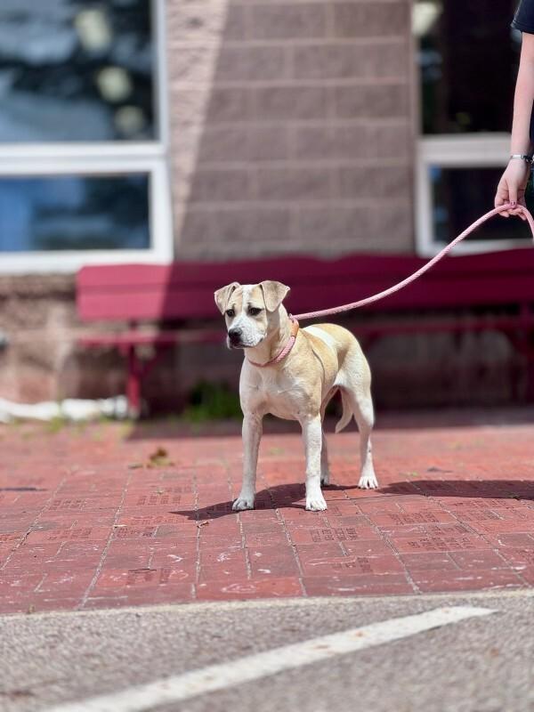 Shake, Adoptable, Young Female Mixed Breed.