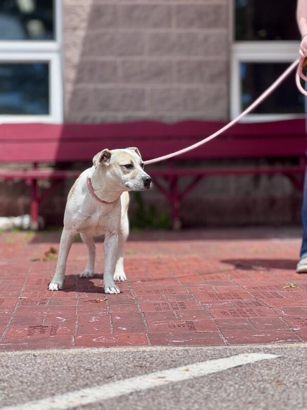 Shake, a Adoptable Mixed Breed in Wooster, OH image 2/3
