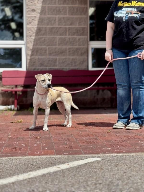 Shake, a Adoptable Mixed Breed in Wooster, OH image 3/3