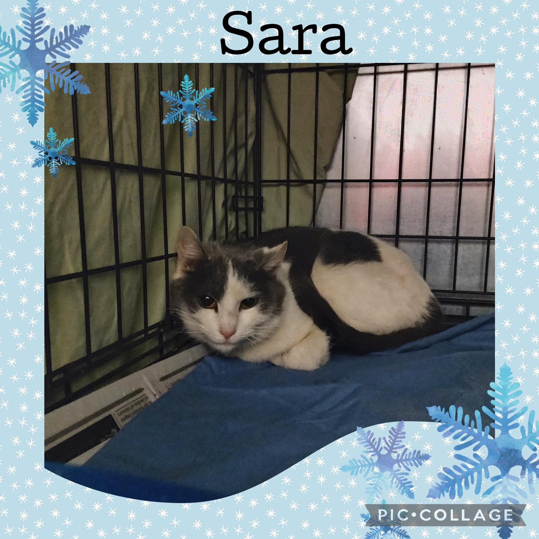 Enlarge Sara, a ADOPTABLE Domestic Short Hair in Muncie, IN image 1/1