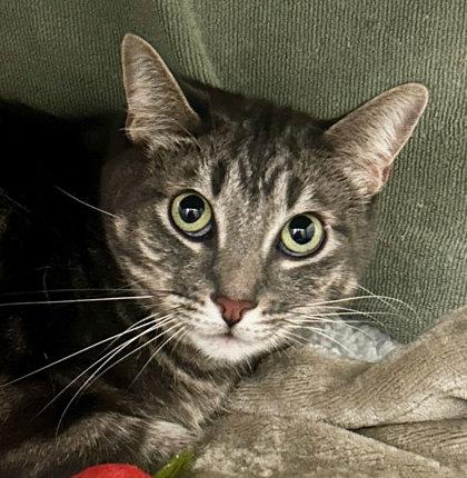 Grim, ADOPTABLE, Adult Male Domestic Short Hair.
