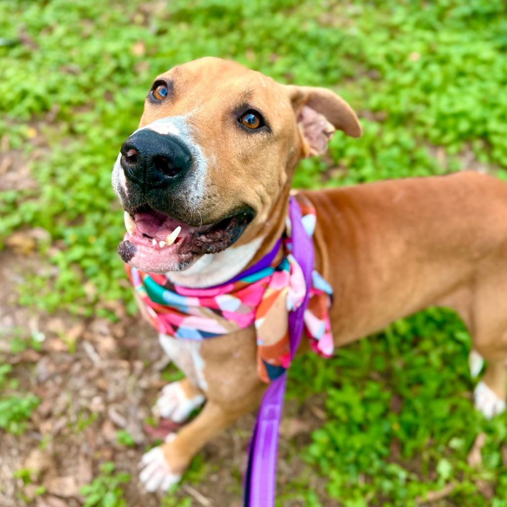 Angelica, Adoptable, Adult Female Pit Bull Terrier & Rhodesian Ridgeback.