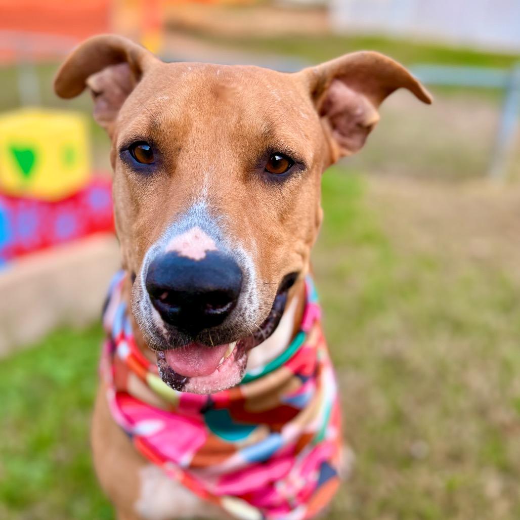 Enlarge Angelica, a Adoptable mixed breed in Austin, TX image 2/6