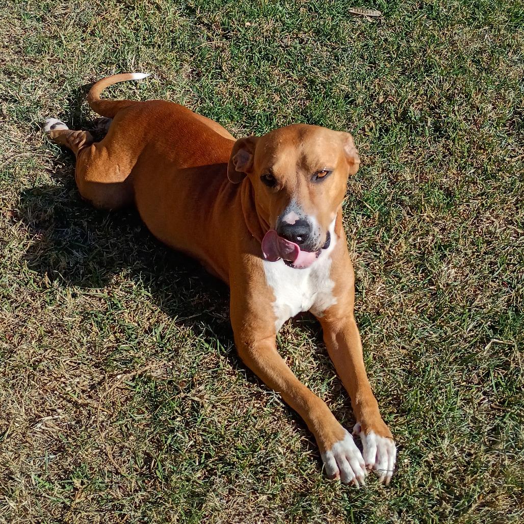 Enlarge Angelica, a Adoptable mixed breed in Austin, TX image 3/6