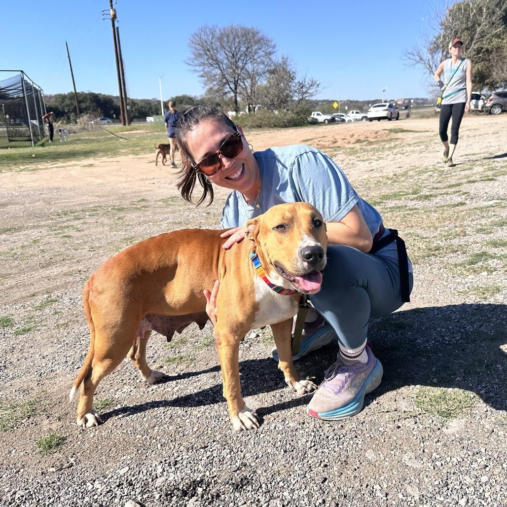 Enlarge Angelica, a Adoptable mixed breed in Austin, TX image 4/6