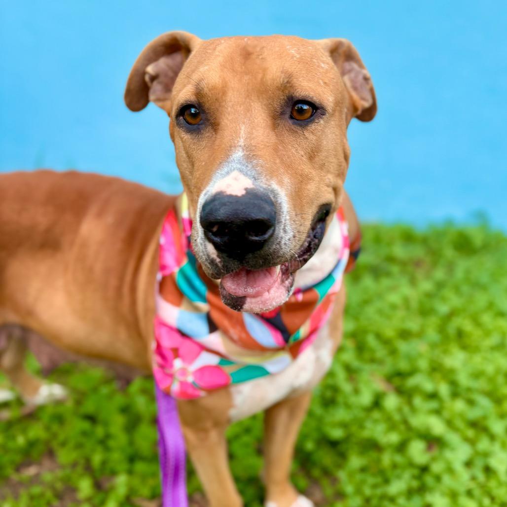 Enlarge Angelica, a Adoptable mixed breed in Austin, TX image 5/6