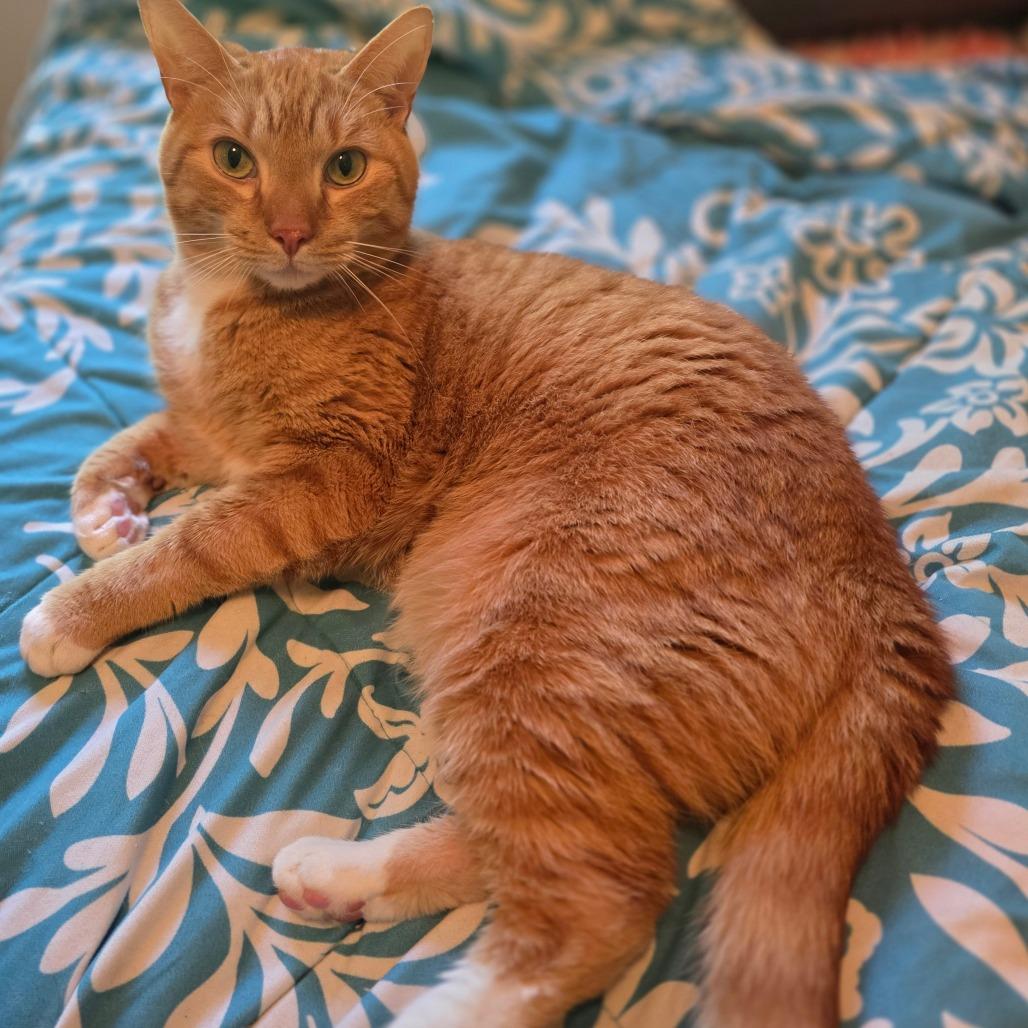 Enlarge Sven, a Adoptable Domestic Short Hair in Jarrettsville, MD image 1/6