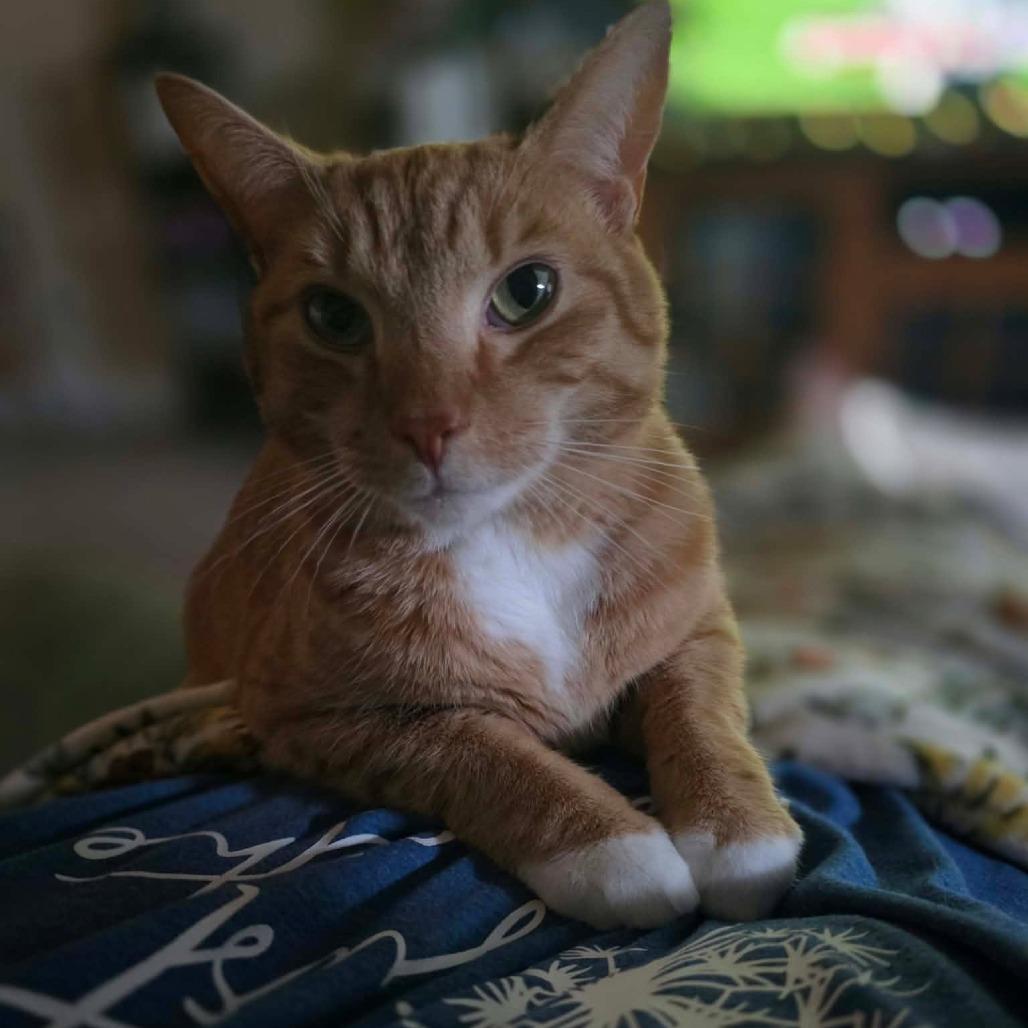 Enlarge Sven, a Adoptable Domestic Short Hair in Jarrettsville, MD image 2/6