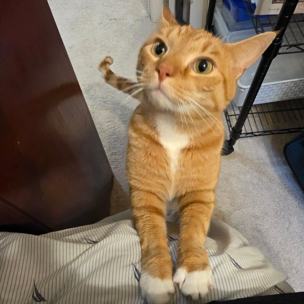Enlarge Sven, a Adoptable Domestic Short Hair in Jarrettsville, MD image 3/6