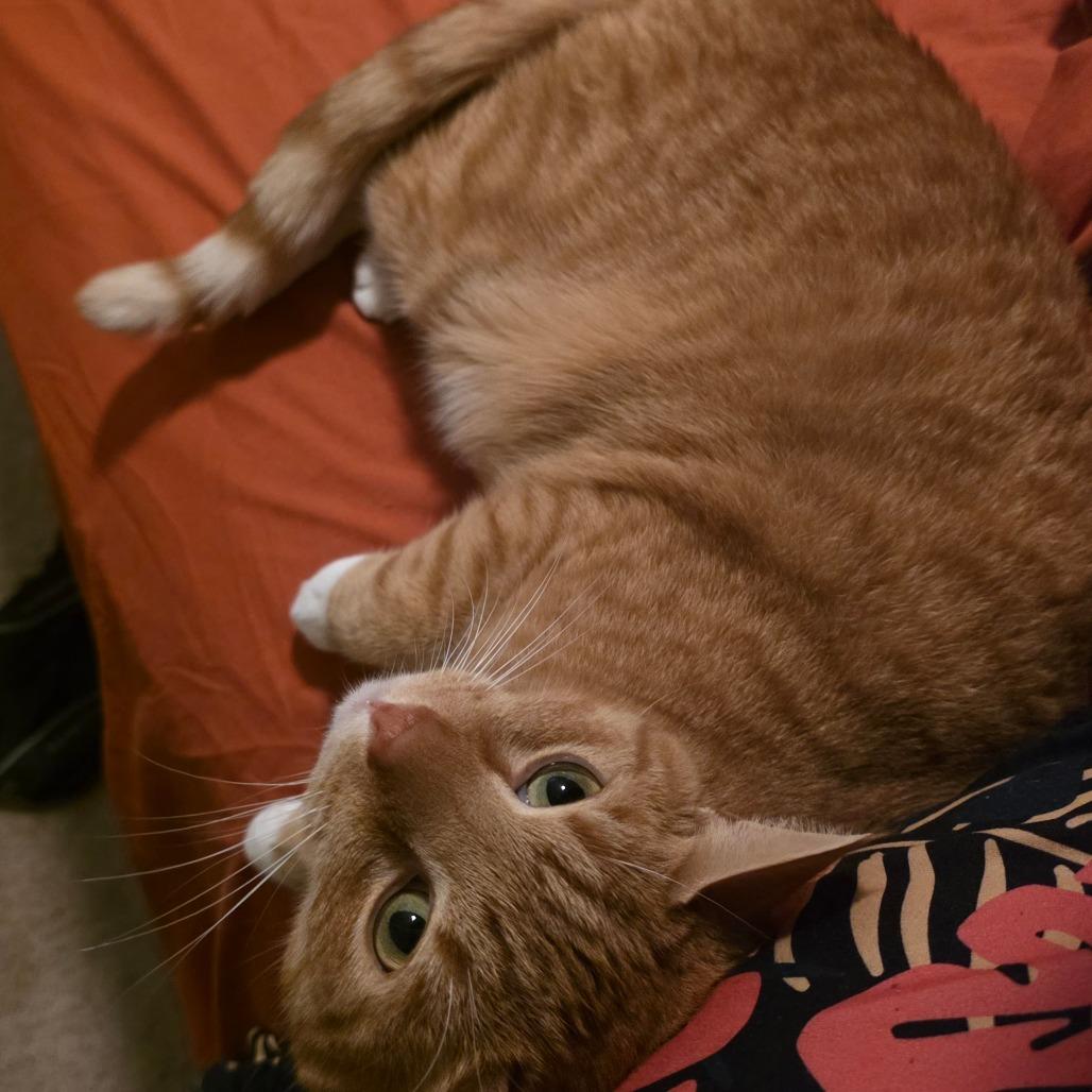 Enlarge Sven, a Adoptable Domestic Short Hair in Jarrettsville, MD image 4/6