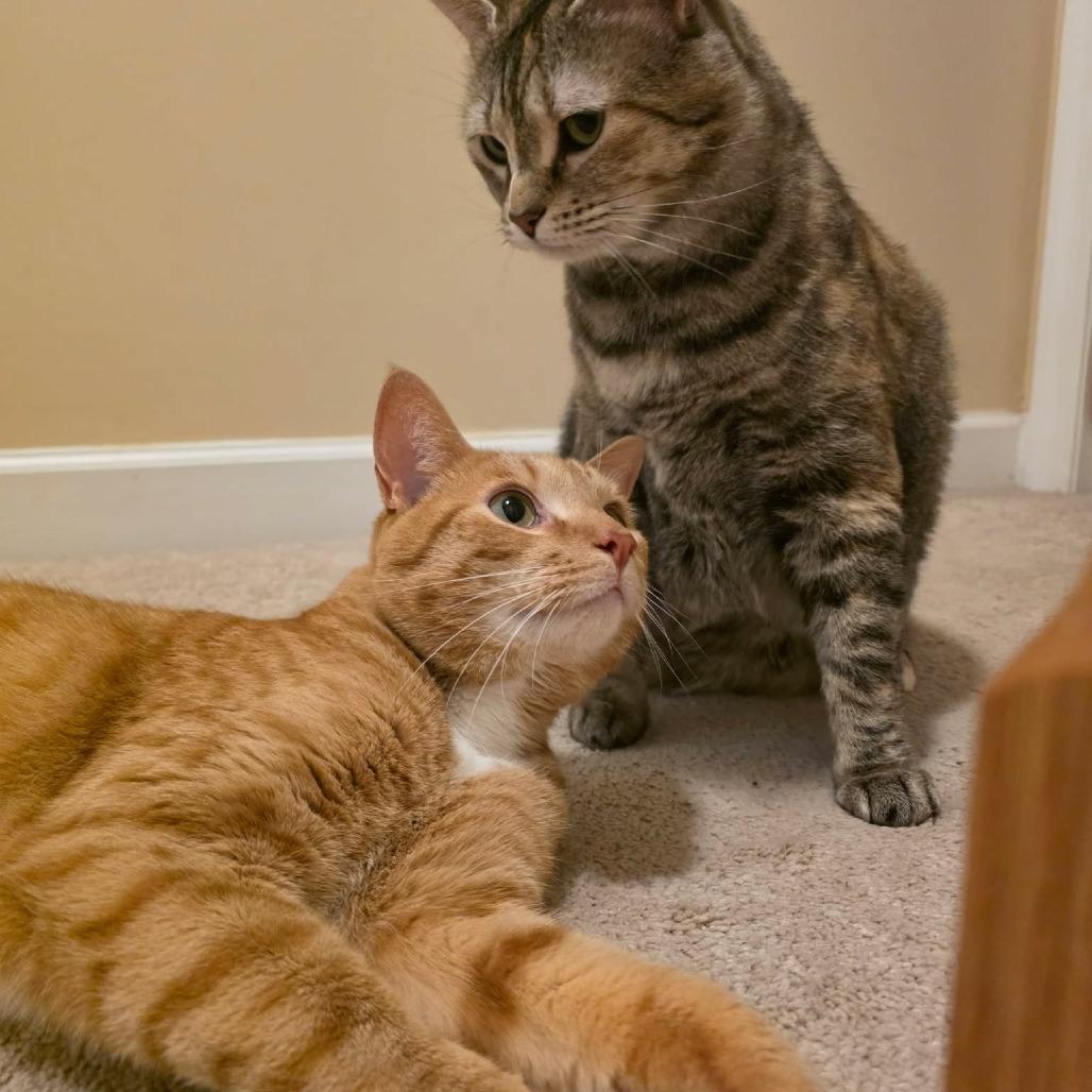 Enlarge Sven, a Adoptable Domestic Short Hair in Jarrettsville, MD image 5/6