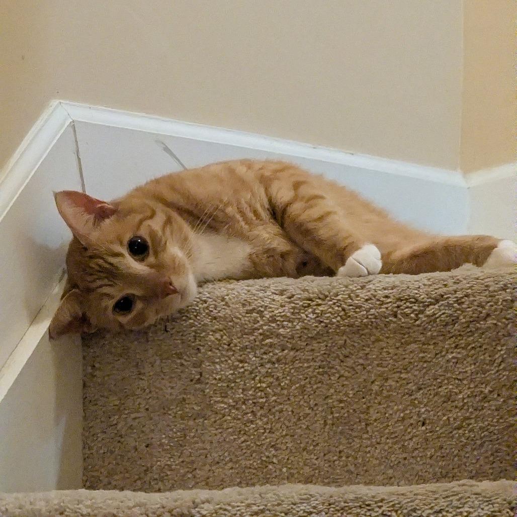 Enlarge Sven, a Adoptable Domestic Short Hair in Jarrettsville, MD image 6/6