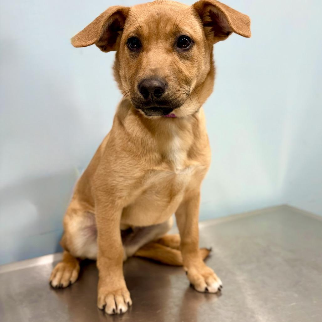 Tundra, Adoptable, Young Male Mixed Breed.