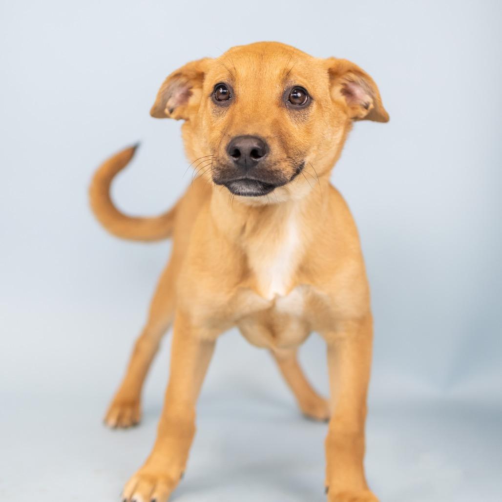 Enlarge Tundra, a Adoptable Mixed Breed in Portland, OR image 2/2