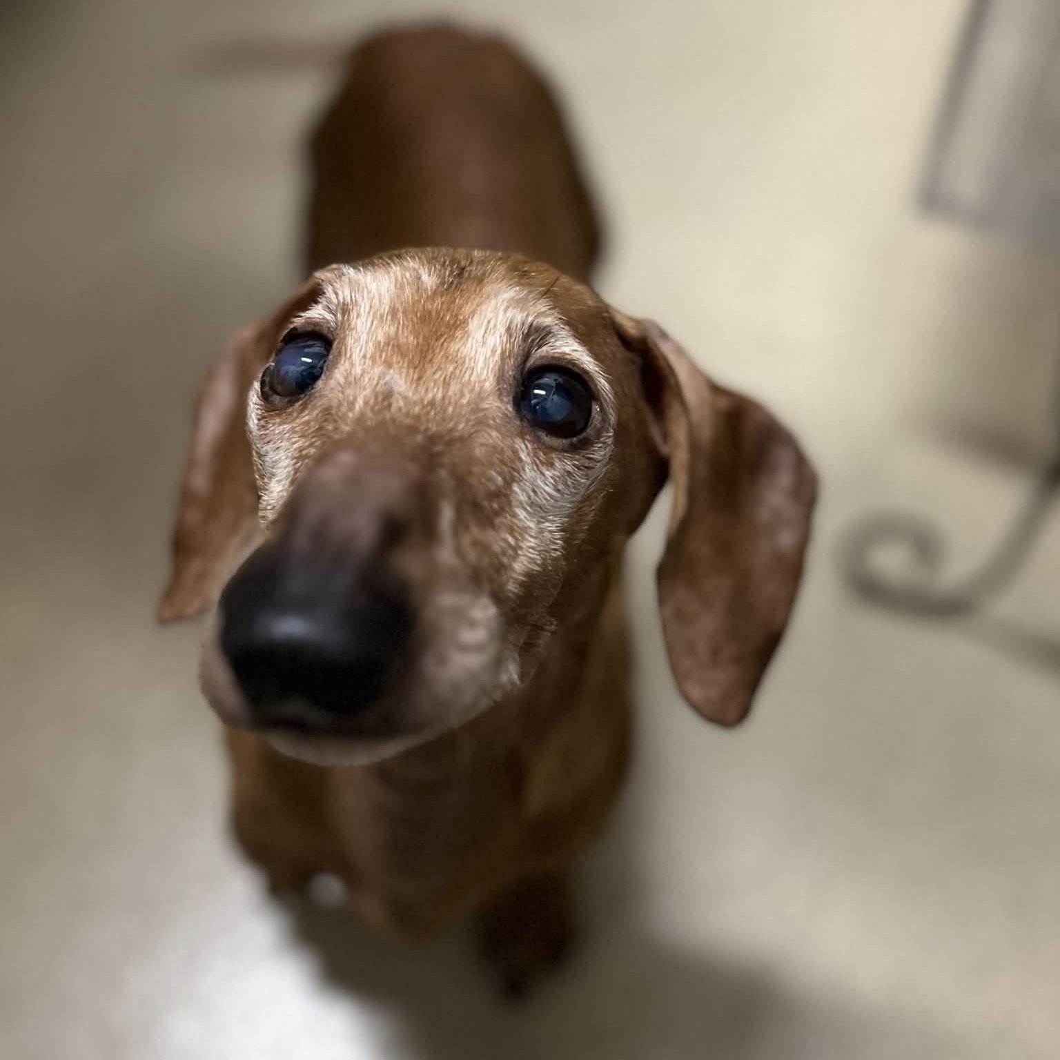 Enlarge Bob, a Adoptable Dachshund in Rockville, MD image 3/6