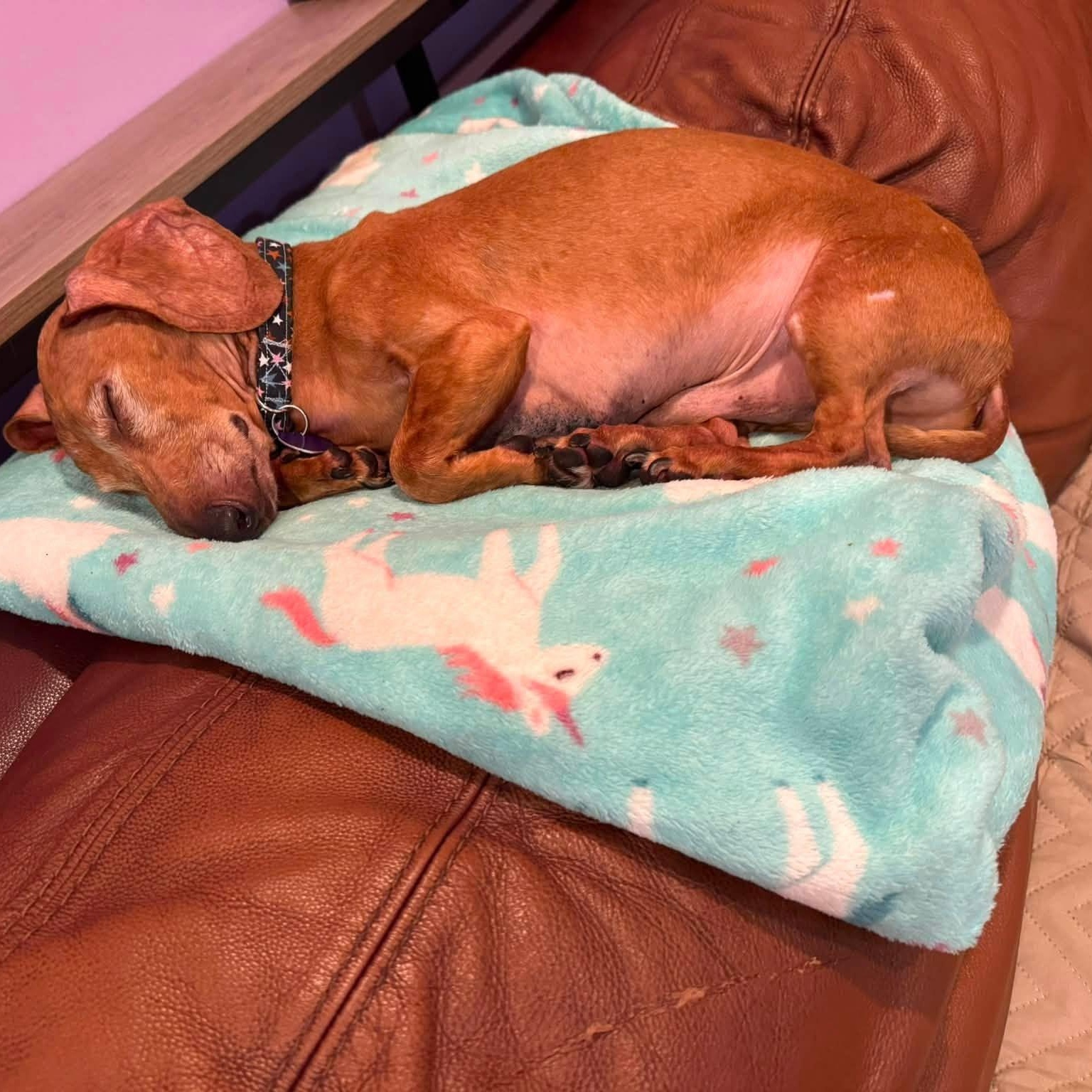 Enlarge Bob, a Adoptable Dachshund in Rockville, MD image 5/6