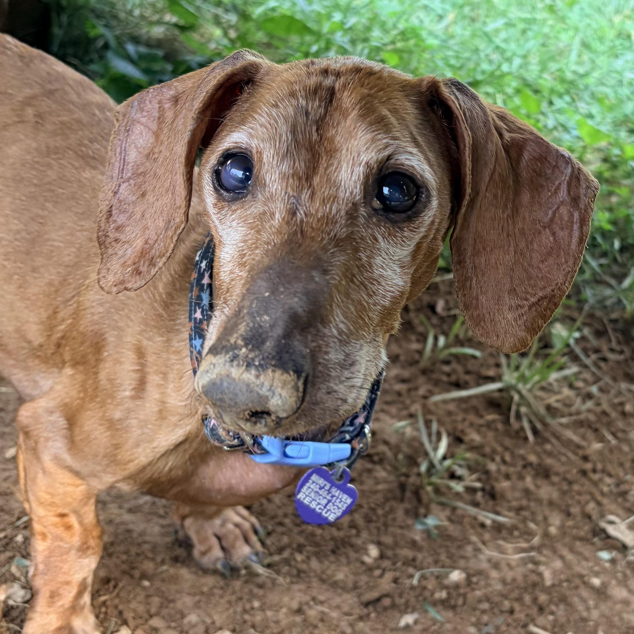 Enlarge Bob, a Adoptable Dachshund in Rockville, MD image 6/6