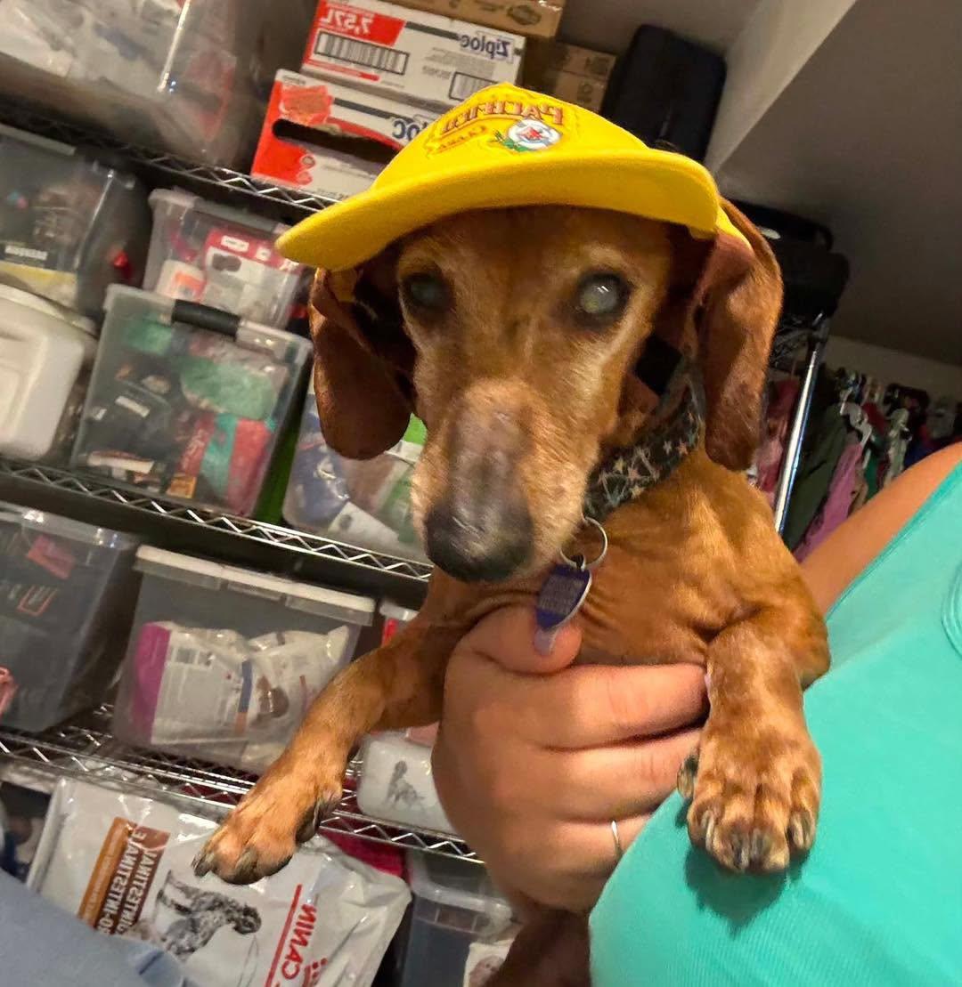 Bob, Adoptable, Senior Male Dachshund.