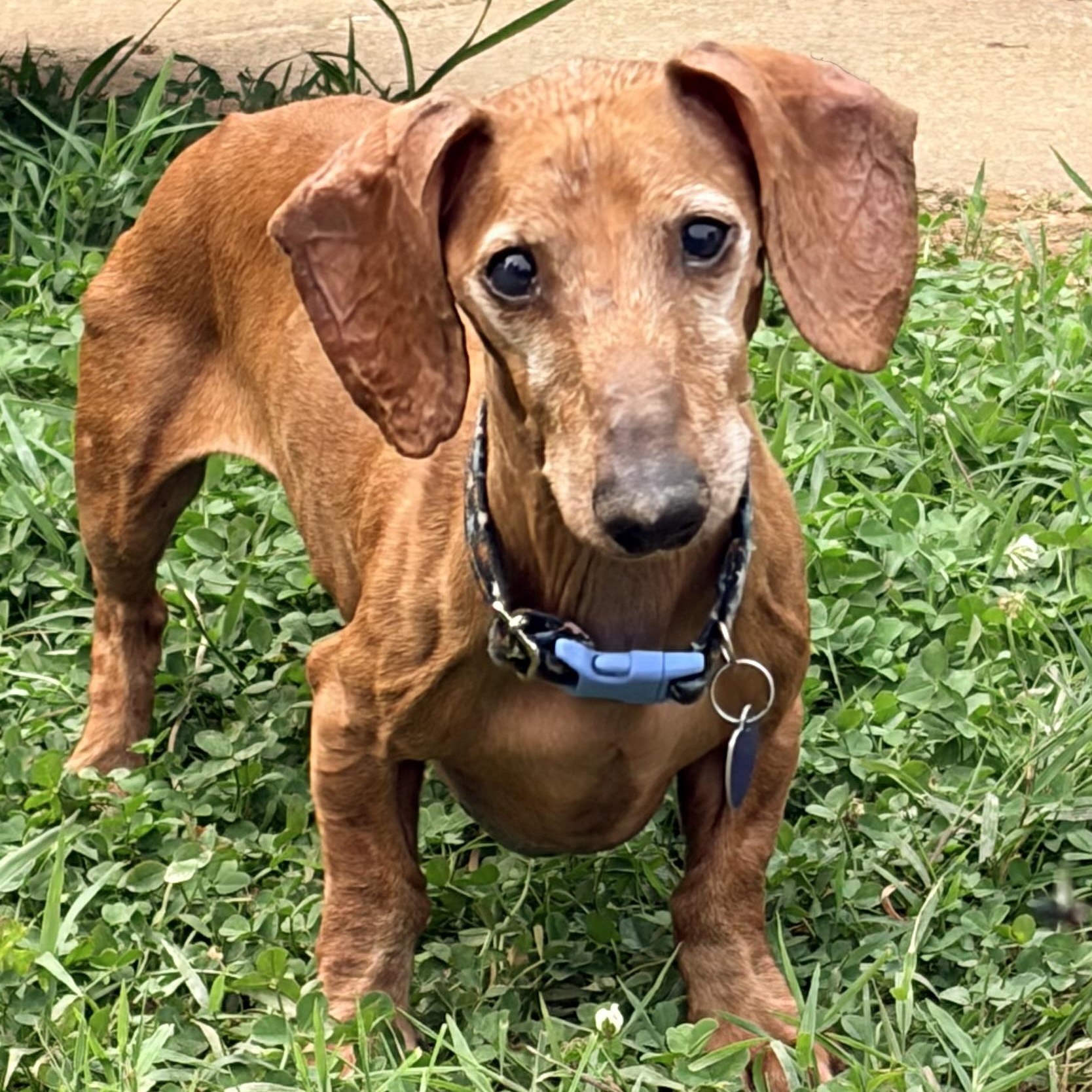 Enlarge Bob, a Adoptable Dachshund in Rockville, MD image 2/6