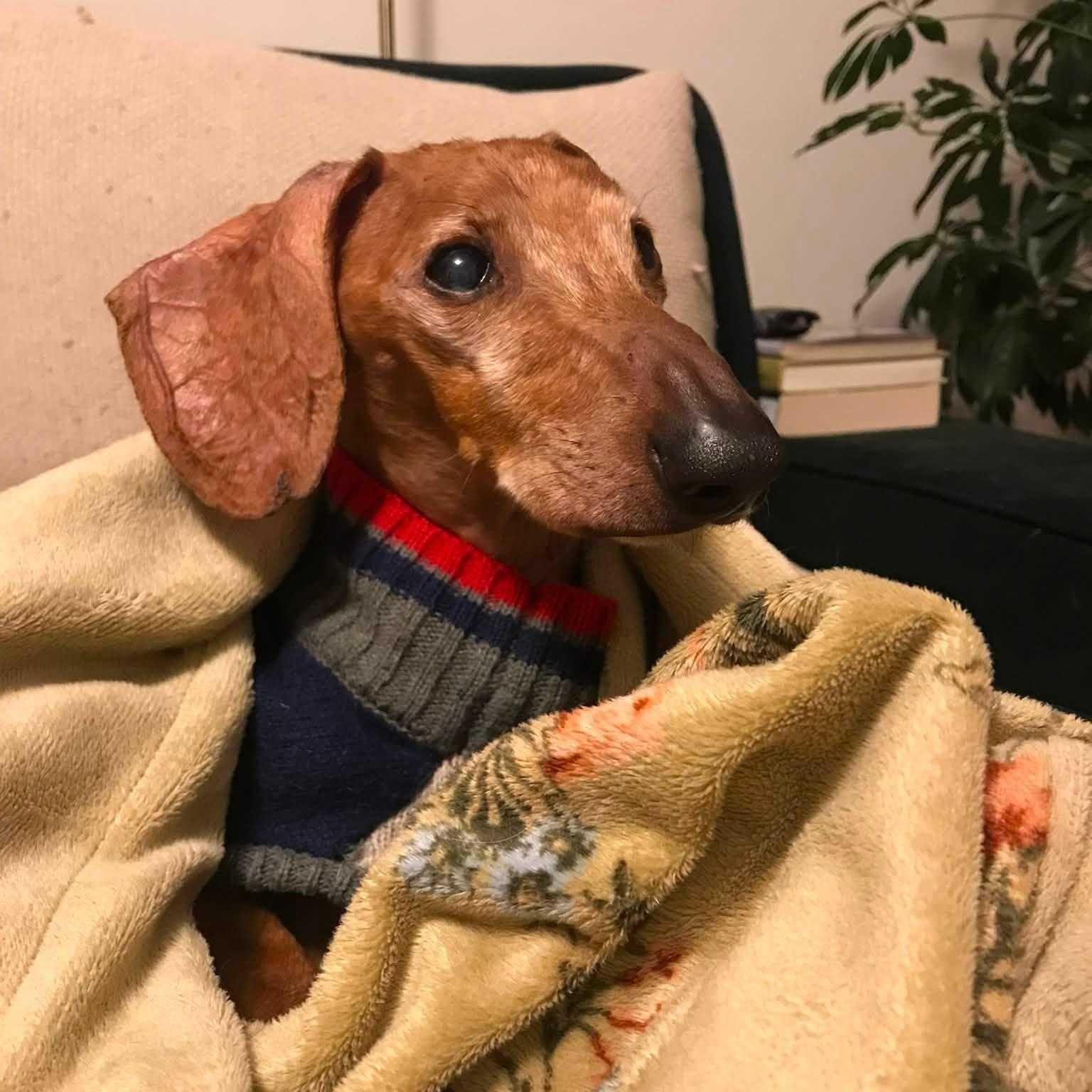 Enlarge Bob, a Adoptable Dachshund in Rockville, MD image 4/6