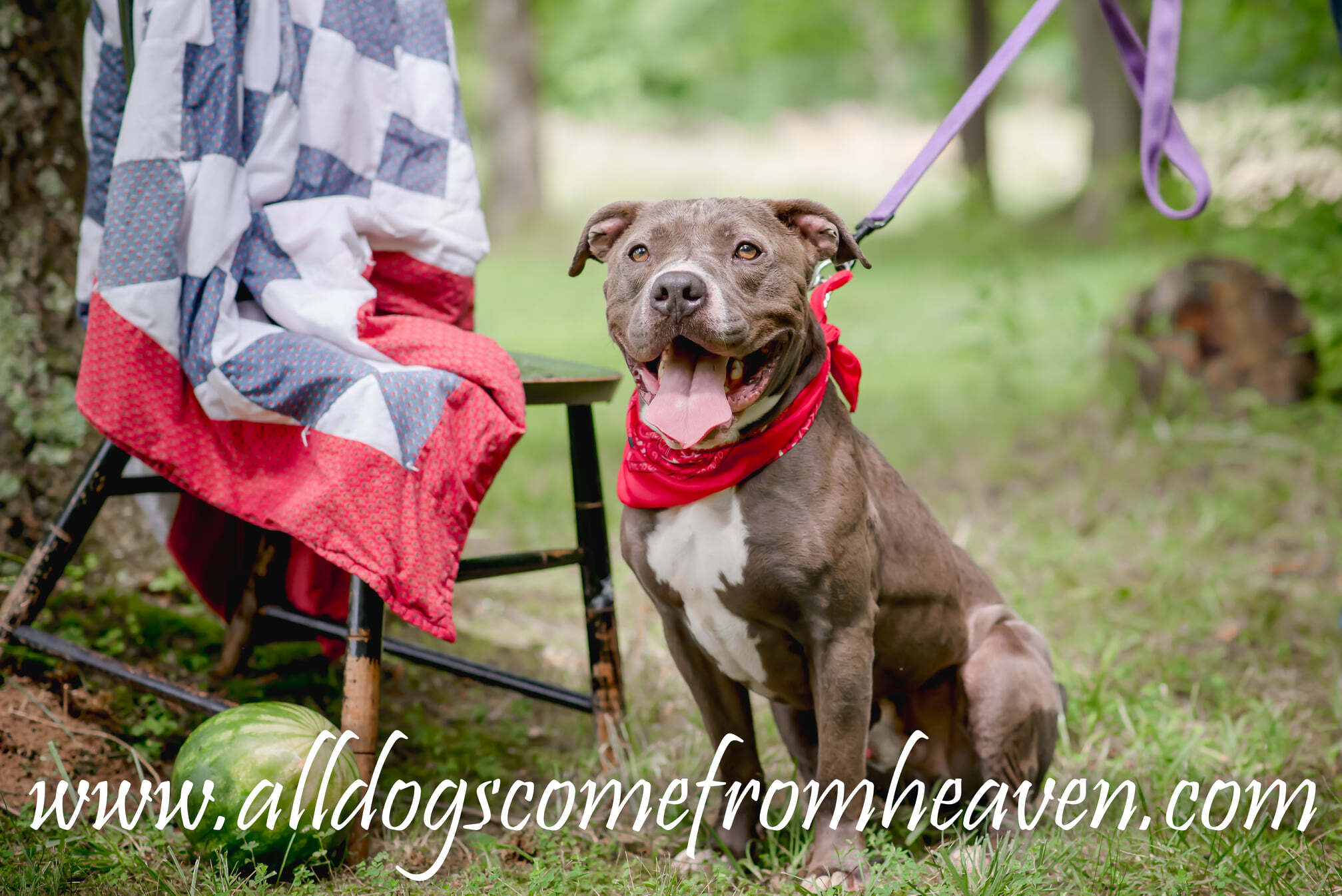 Enlarge Gus, a Adoptable mixed breed in Amelia, OH image 3/12