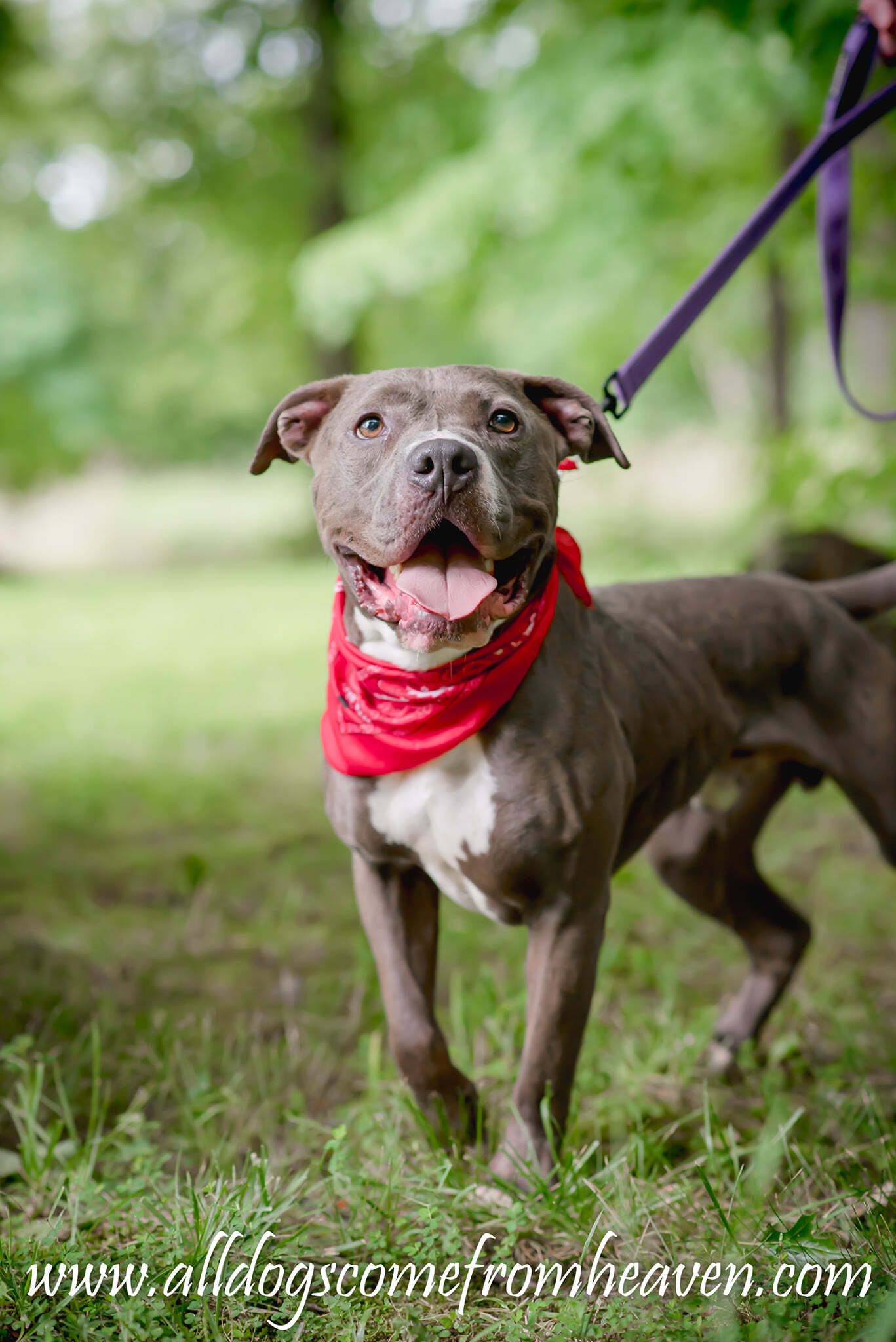 Enlarge Gus, a Adoptable mixed breed in Amelia, OH image 4/12