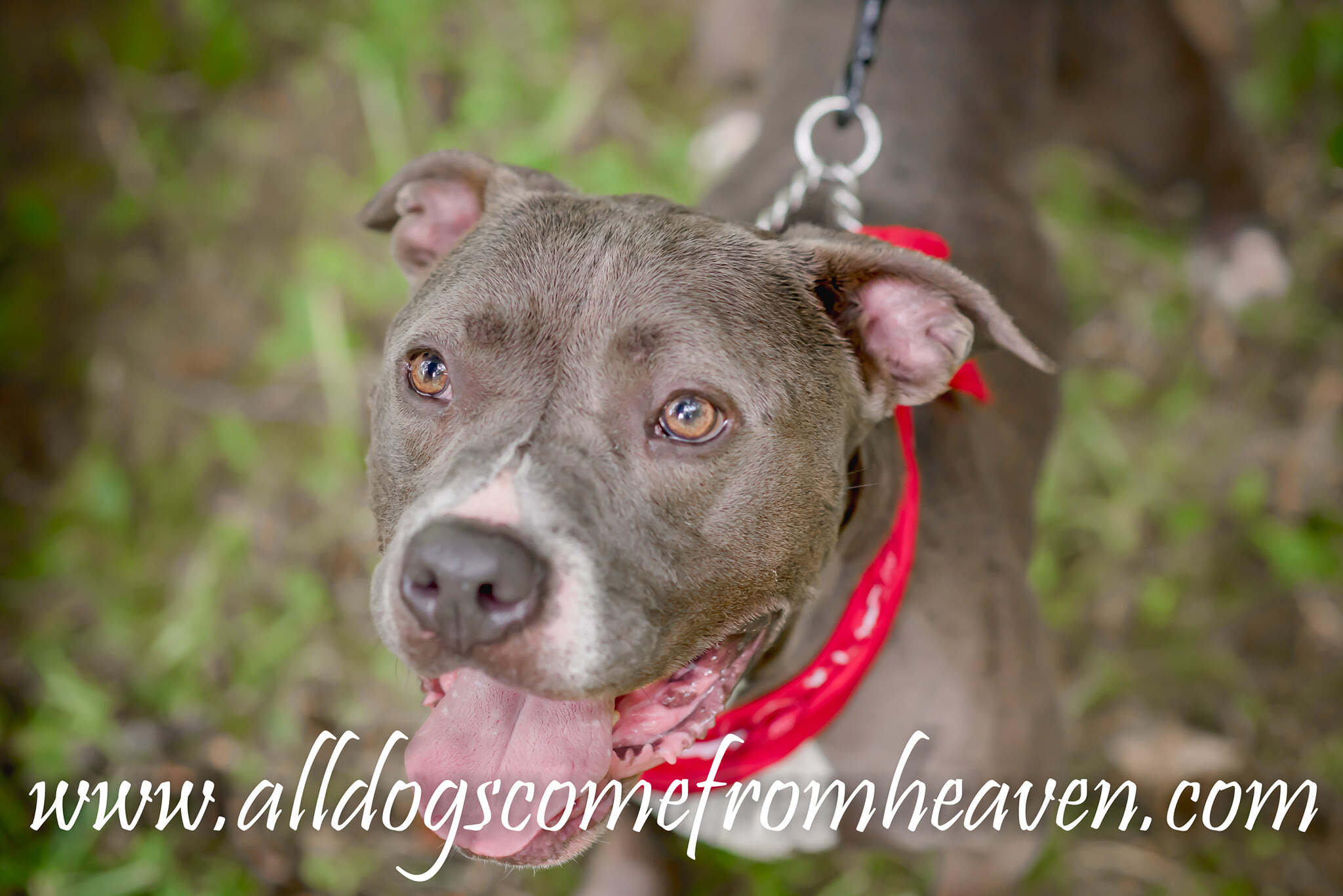Enlarge Gus, a Adoptable mixed breed in Amelia, OH image 5/12