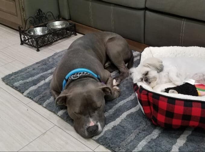 Enlarge Gus, a Adoptable mixed breed in Amelia, OH image 6/12