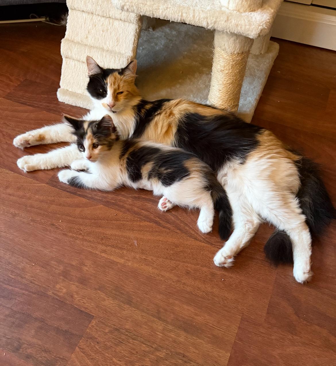 Enlarge Mama, a Adoptable Calico in Tampa, FL image 2/4